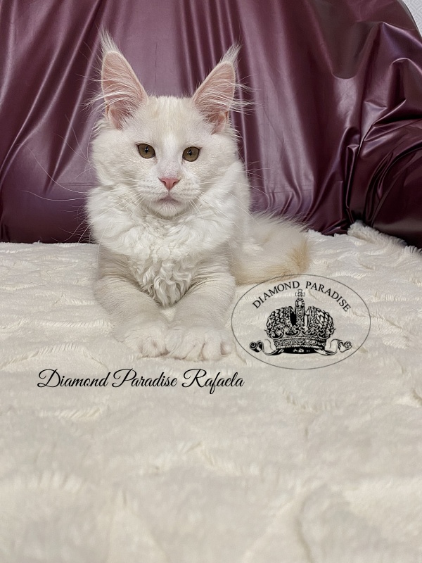 Diamond Paradise Rafaela - Kitten maine-coon 4 months