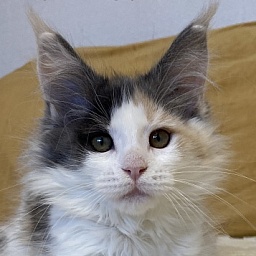 Diamond Paradise Rosaline