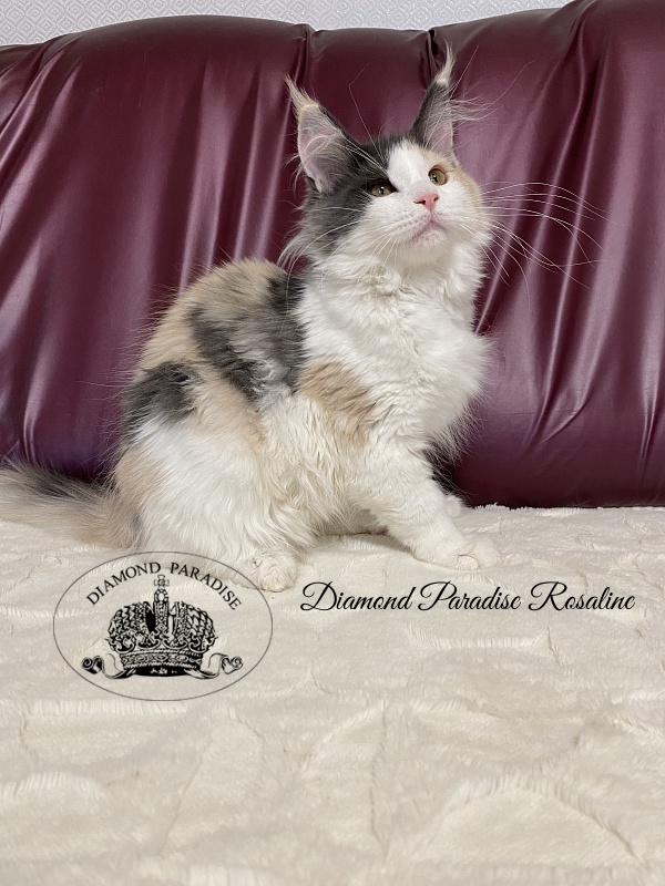Diamond Paradise Rosaline - Kitten maine-coon 4 months