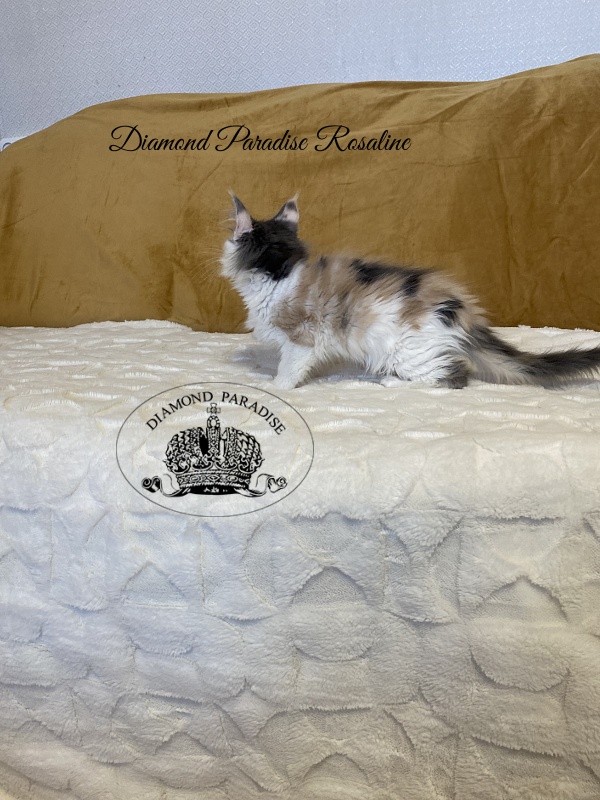 Diamond Paradise Rosaline - Kitten maine-coon 2 months 3.5 weeks