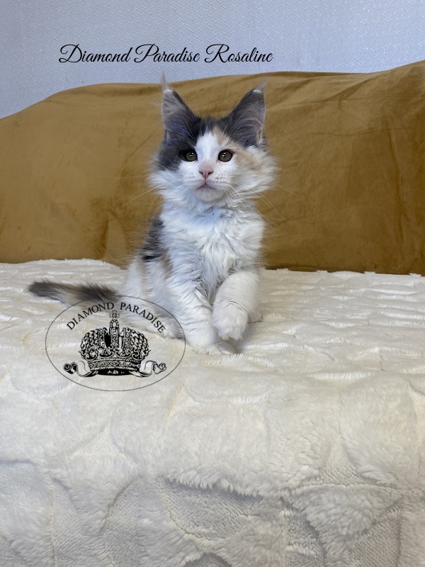 Diamond Paradise Rosaline - Kitten maine-coon 2 months 3.5 weeks