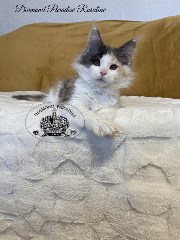 Diamond Paradise Rosaline - Kitten maine-coon 2 months 3.5 weeks