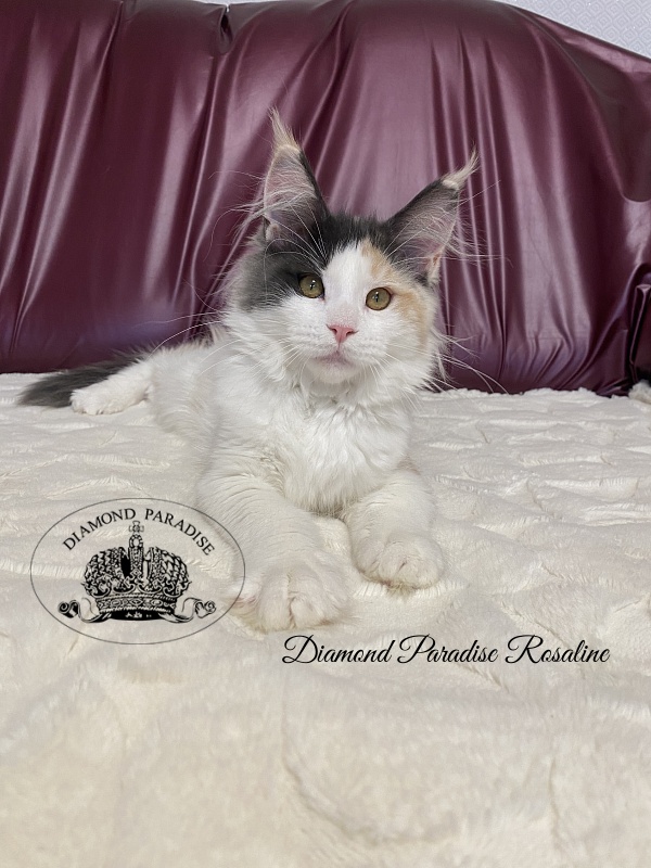 Diamond Paradise Rosaline - Kitten maine-coon 4 months