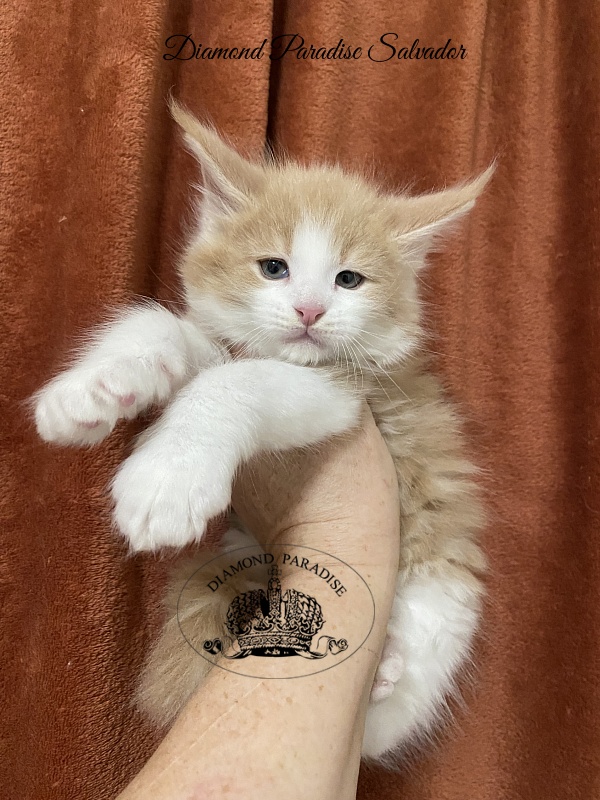 Diamond Paradise Salvador - Kitten maine-coon 1 month 2 weeks