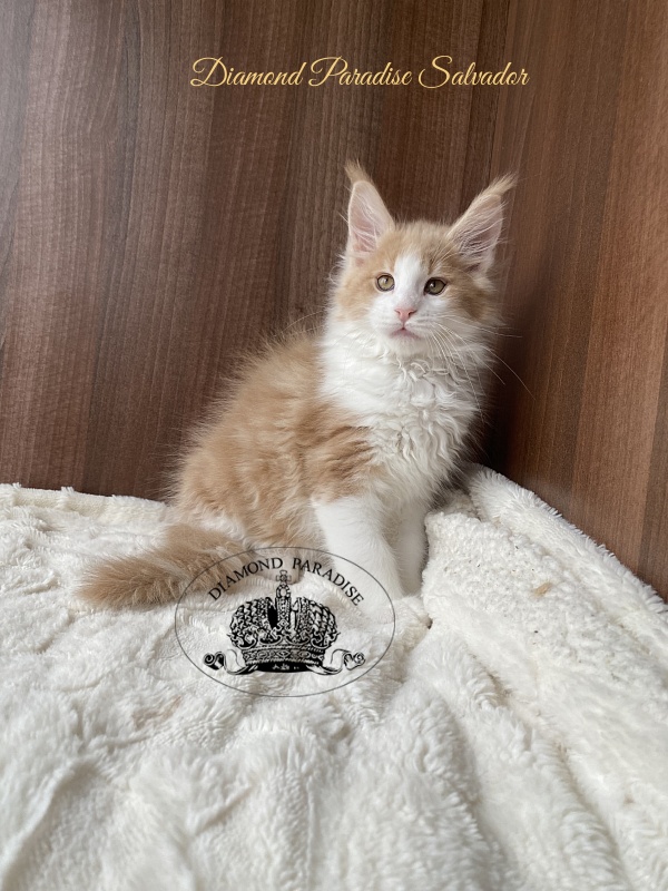 Diamond Paradise Salvador - Кошеня мейн-кун 2,5 місяця