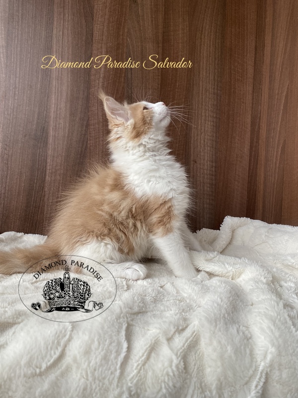 Diamond Paradise Salvador - Кошеня мейн-кун 2,5 місяця