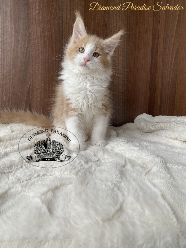 Diamond Paradise Salvador - Кошеня мейн-кун 2,5 місяця