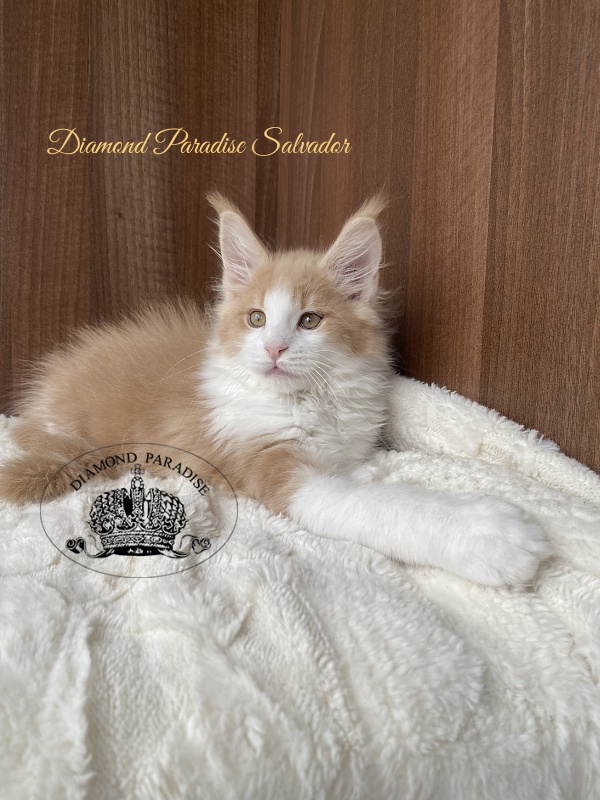 Diamond Paradise Salvador - Кошеня мейн-кун 2,5 місяця