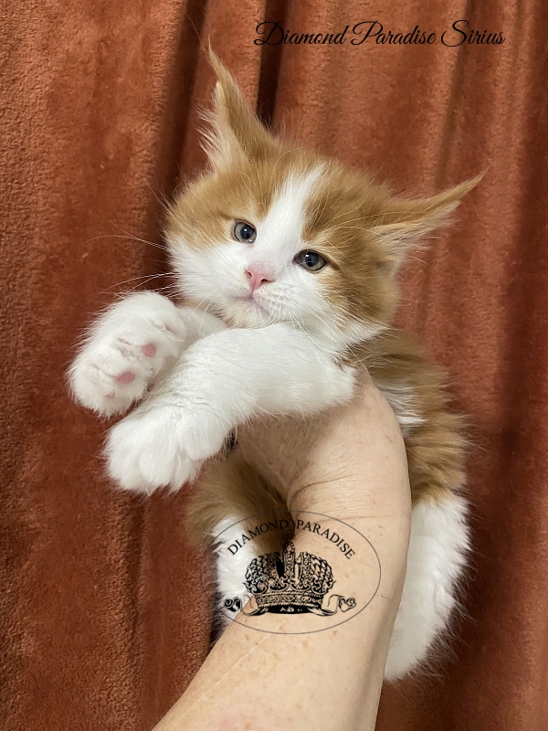 Diamond Paradise Sirius - Kitten maine-coon 1 month 2 weeks