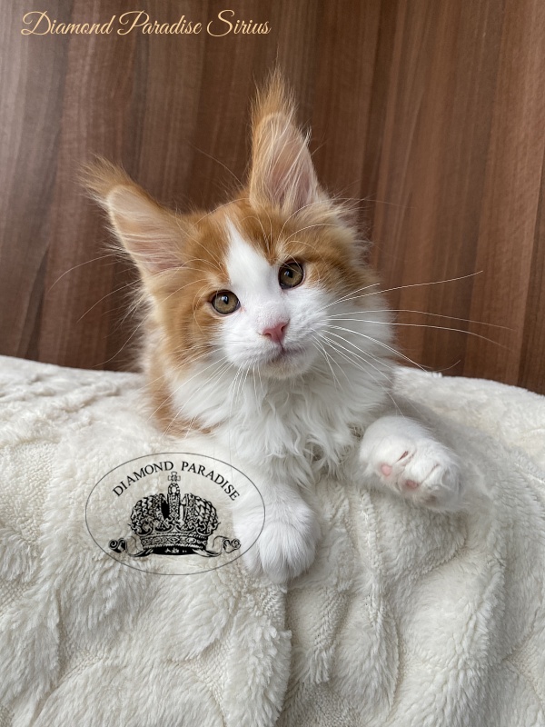 Diamond Paradise Sirius - Kitten maine-coon 2.5 months