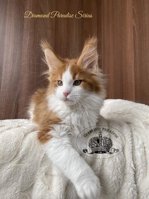 Diamond Paradise Sirius - Kitten maine-coon 2.5 months