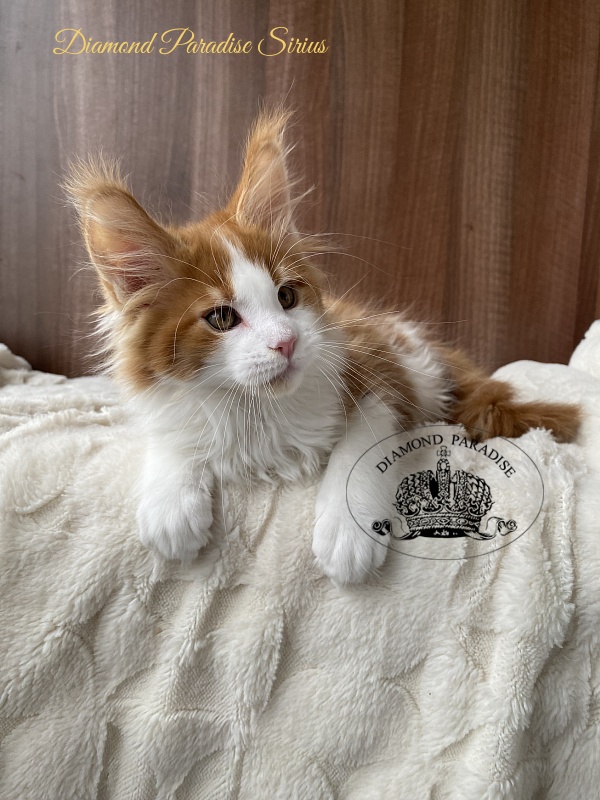 Diamond Paradise Sirius - Kitten maine-coon 2.5 months