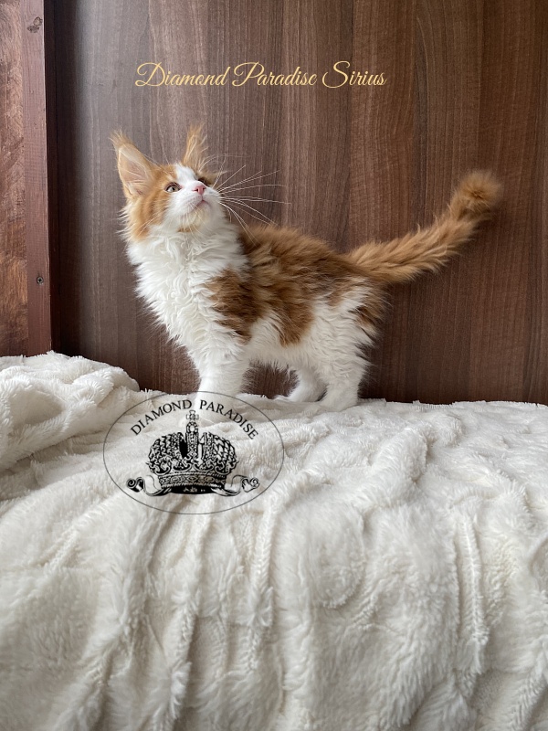 Diamond Paradise Sirius - Kitten maine-coon 2.5 months