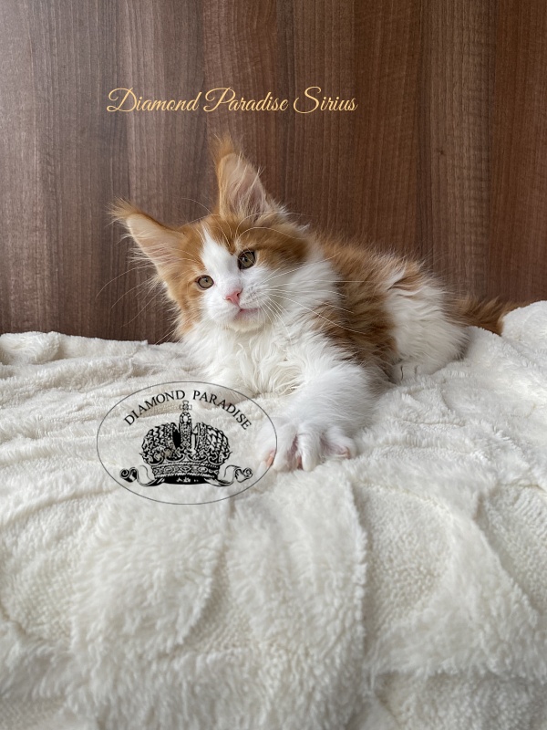 Diamond Paradise Sirius - Kitten maine-coon 2.5 months