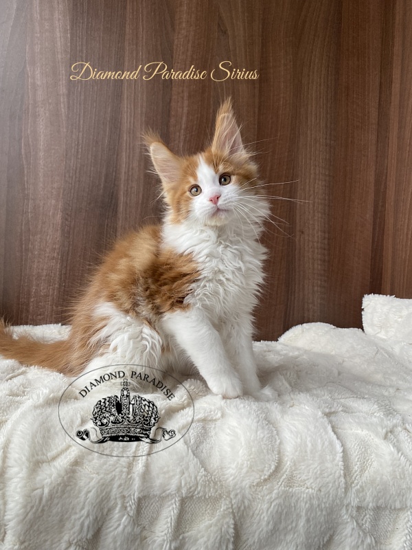 Diamond Paradise Sirius - Kitten maine-coon 2.5 months