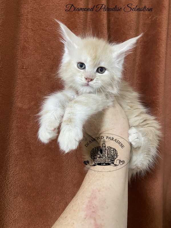 Diamond Paradise Sebastian - Kitten maine-coon 1 month 2 weeks