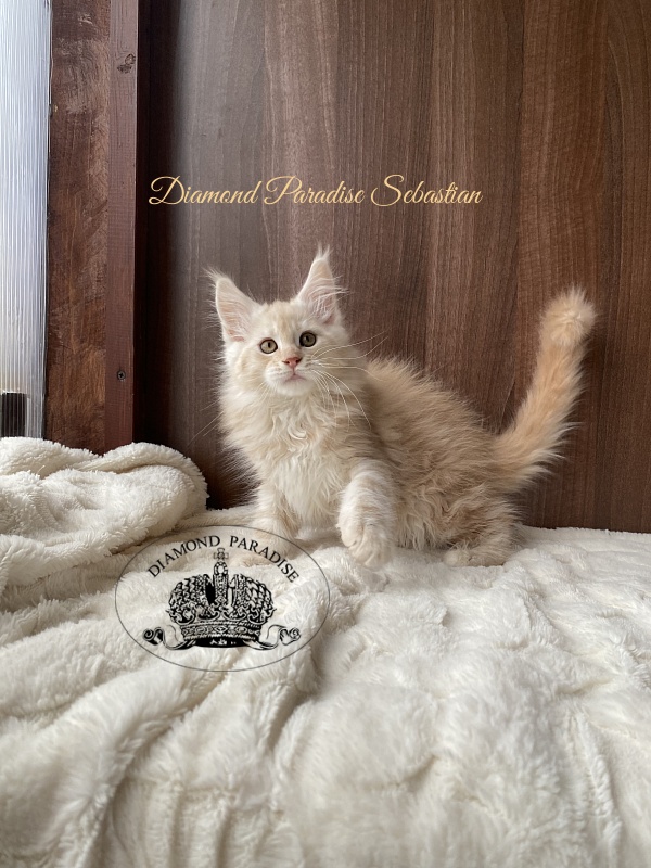 Diamond Paradise Sebastian - Kitten maine-coon 2.5 months