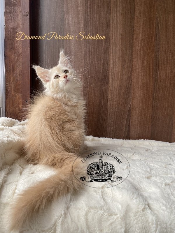 Diamond Paradise Sebastian - Kitten maine-coon 2.5 months