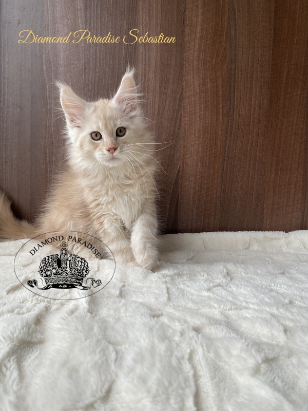 Diamond Paradise Sebastian - Kitten maine-coon 2.5 months