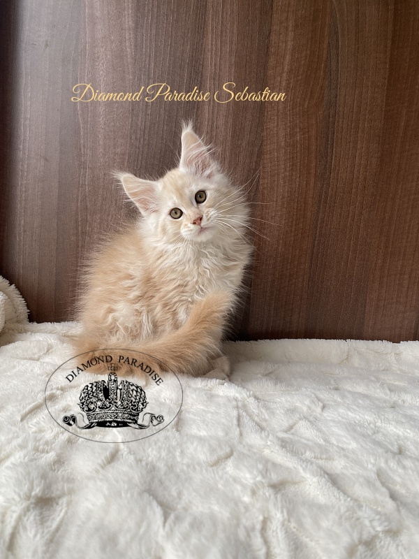 Diamond Paradise Sebastian - Kitten maine-coon 2.5 months