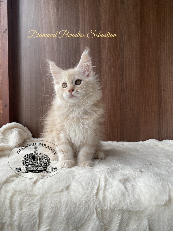 Diamond Paradise Sebastian - Kitten maine-coon 2.5 months
