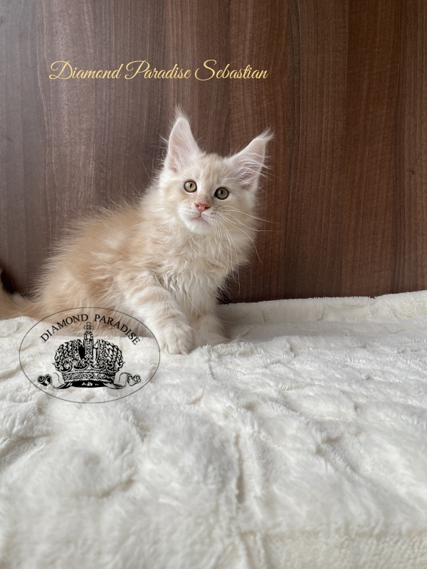 Diamond Paradise Sebastian - Kitten maine-coon 2.5 months