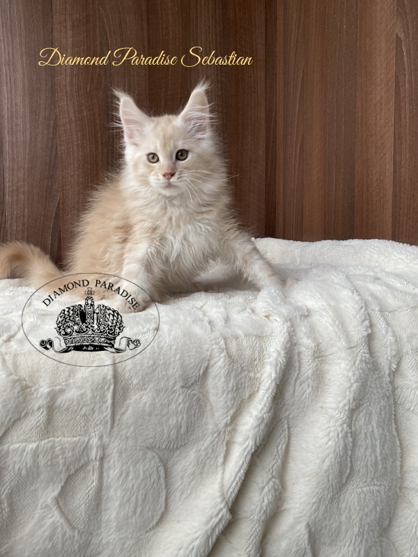 Diamond Paradise Sebastian - Kitten maine-coon 2.5 months