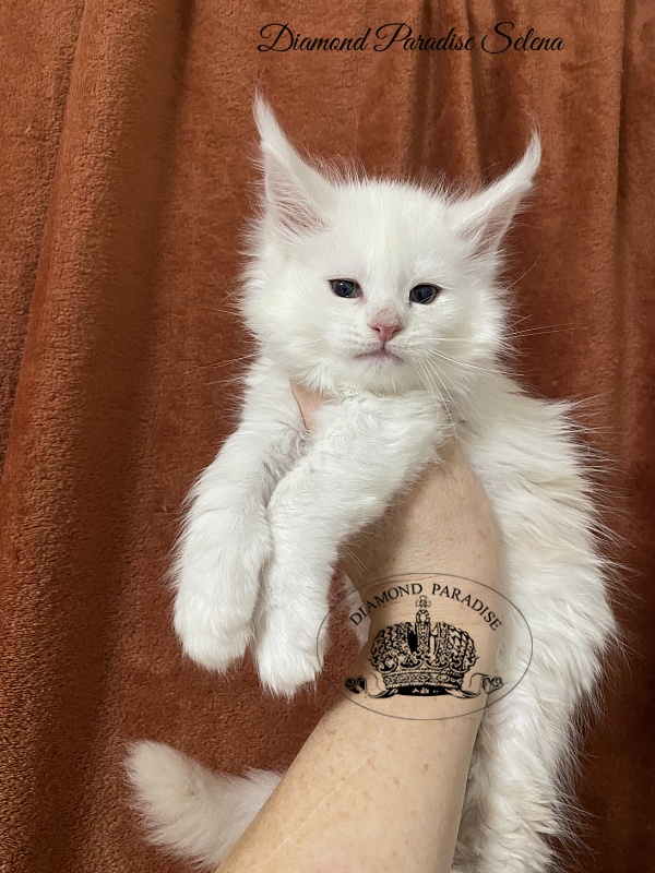 Diamond Paradise Selena - Kitten maine-coon 1 month 2 weeks
