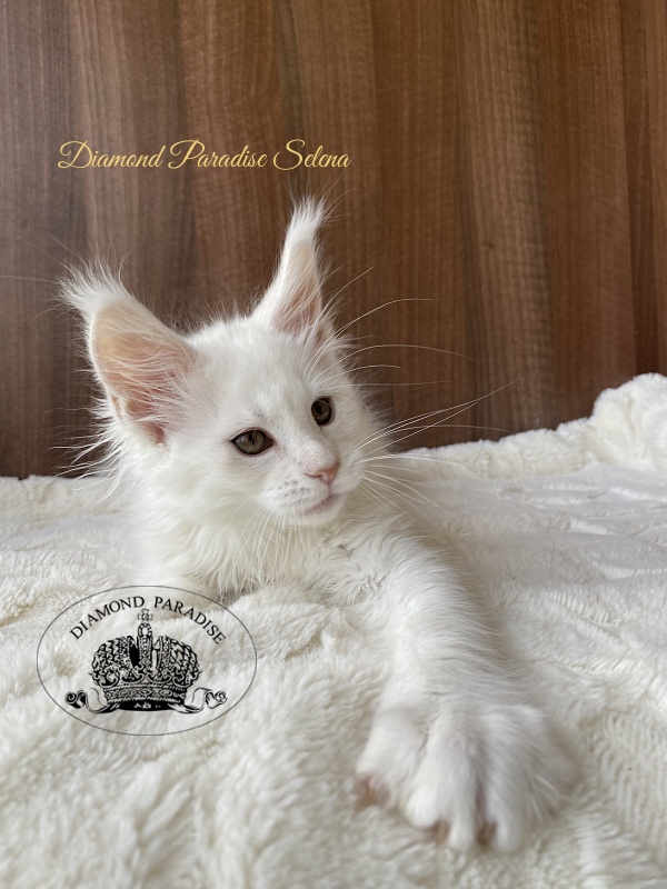 Diamond Paradise Selena - Kitten maine-coon 2 months 2 weeks