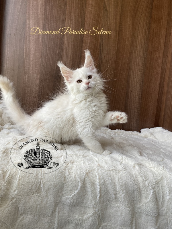 Diamond Paradise Selena - Kitten maine-coon 2 months 2 weeks