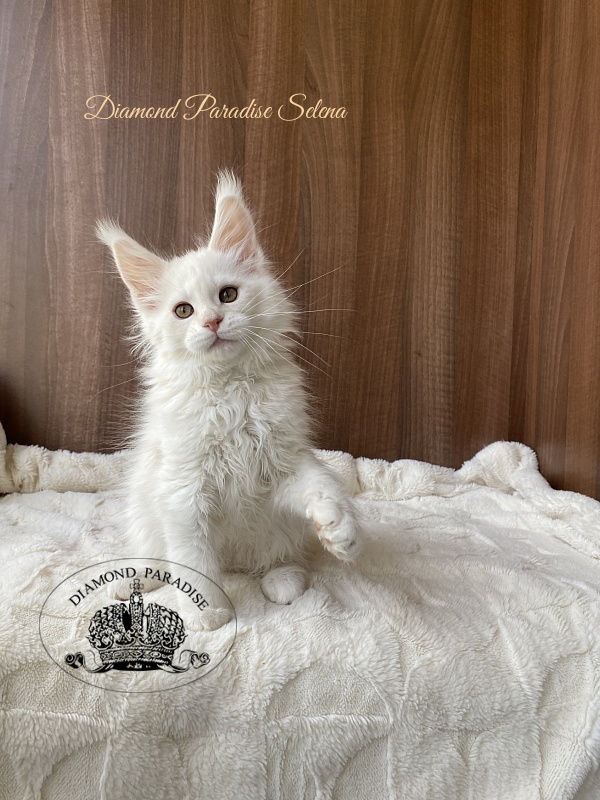 Diamond Paradise Selena - Kitten maine-coon 2 months 2 weeks
