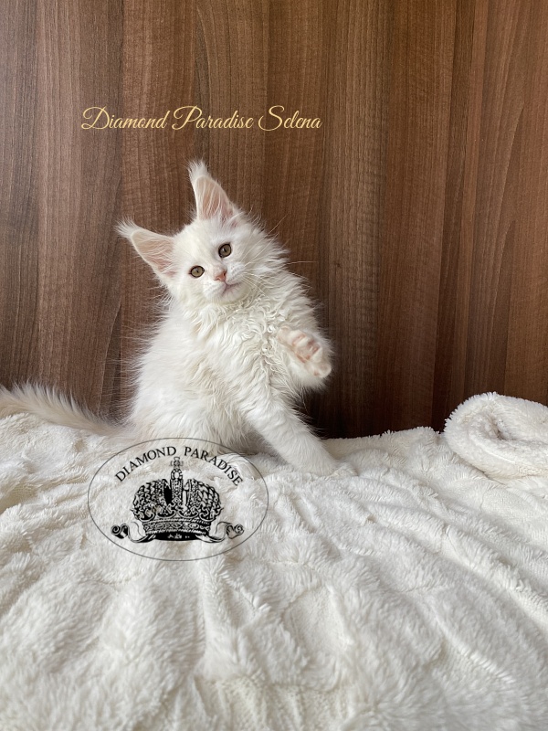 Diamond Paradise Selena - Kitten maine-coon 2 months 2 weeks