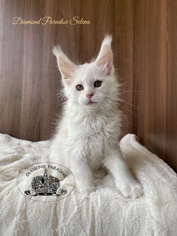 Diamond Paradise Selena - Kitten maine-coon 2 months 2 weeks