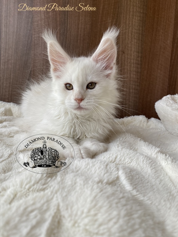 Diamond Paradise Selena - Kitten maine-coon 2 months 2 weeks