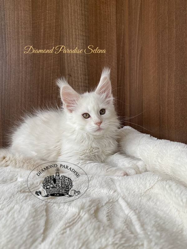 Diamond Paradise Selena - Kitten maine-coon 2 months 2 weeks