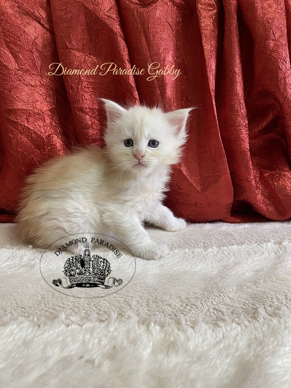 Diamond Paradise Gabby - Kitten maine-coon 1 month