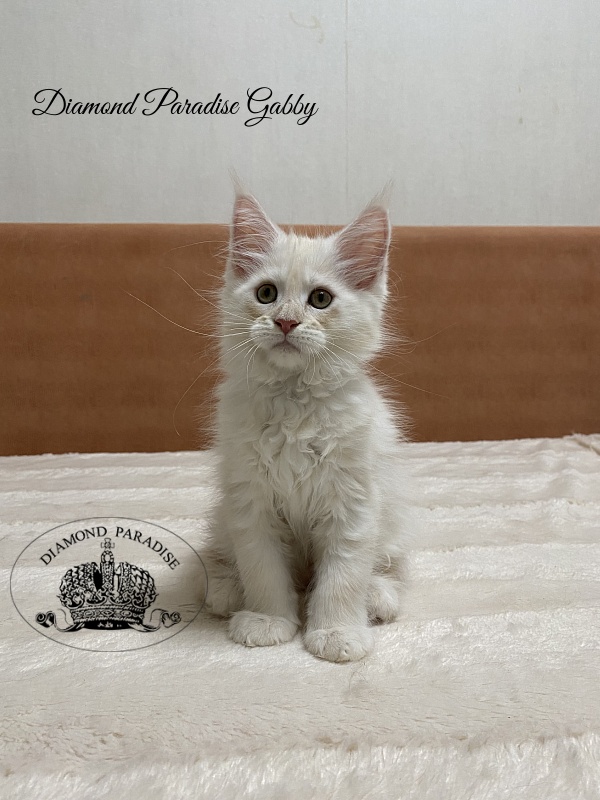 Diamond Paradise Gabby - Kitten maine-coon 2 months 1.5 week