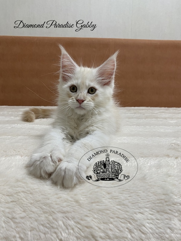 Diamond Paradise Gabby - Kitten maine-coon 2 months 1.5 week