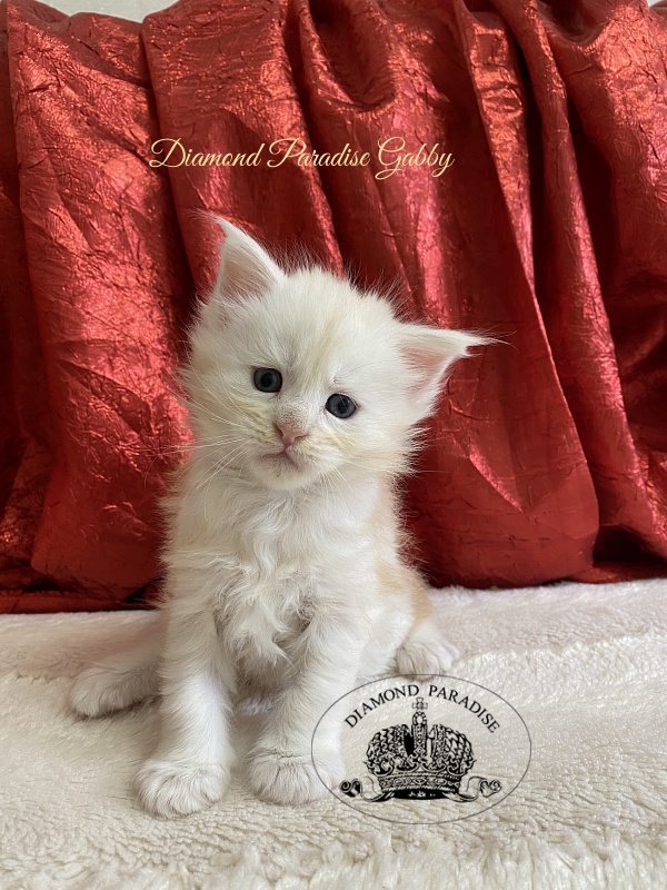 Diamond Paradise Gabby - Kitten maine-coon 1 month