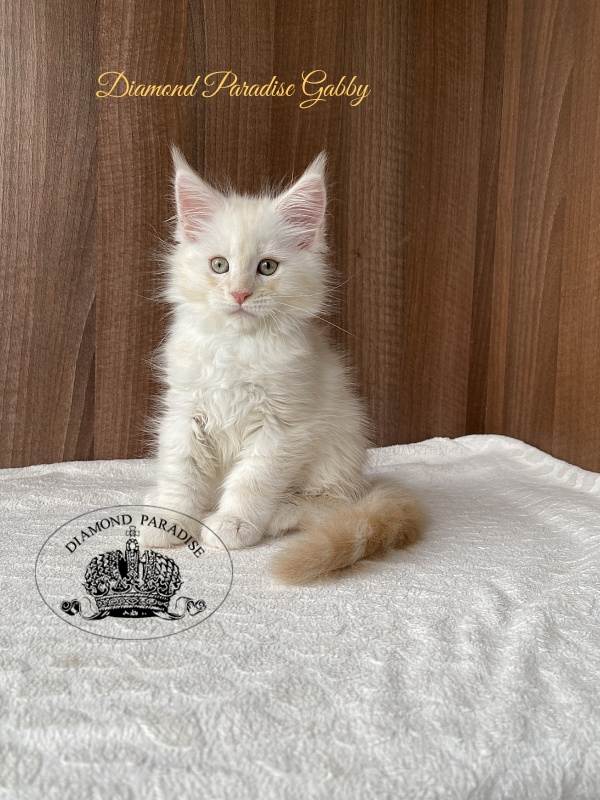 Diamond Paradise Gabby - Kitten maine-coon 2 months