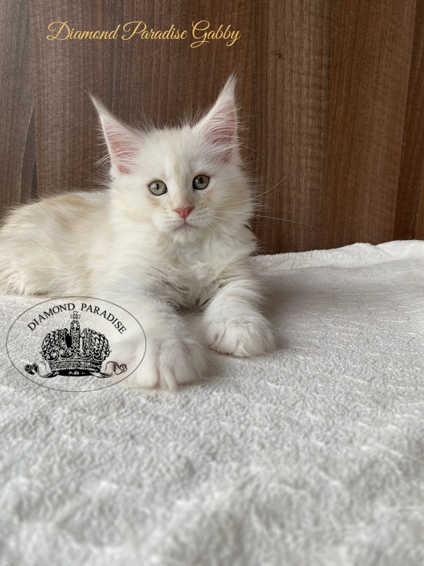 Diamond Paradise Gabby - Kitten maine-coon 2 months