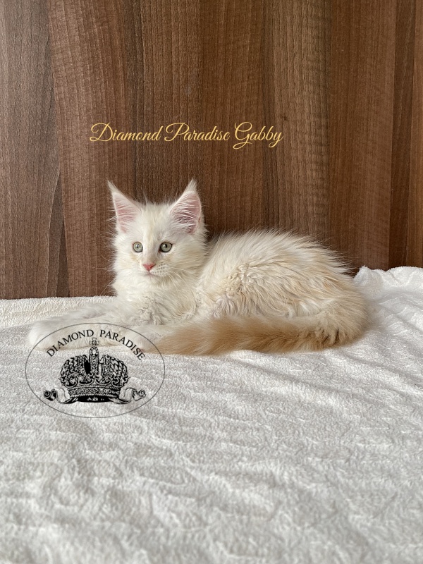 Diamond Paradise Gabby - Kitten maine-coon 2 months