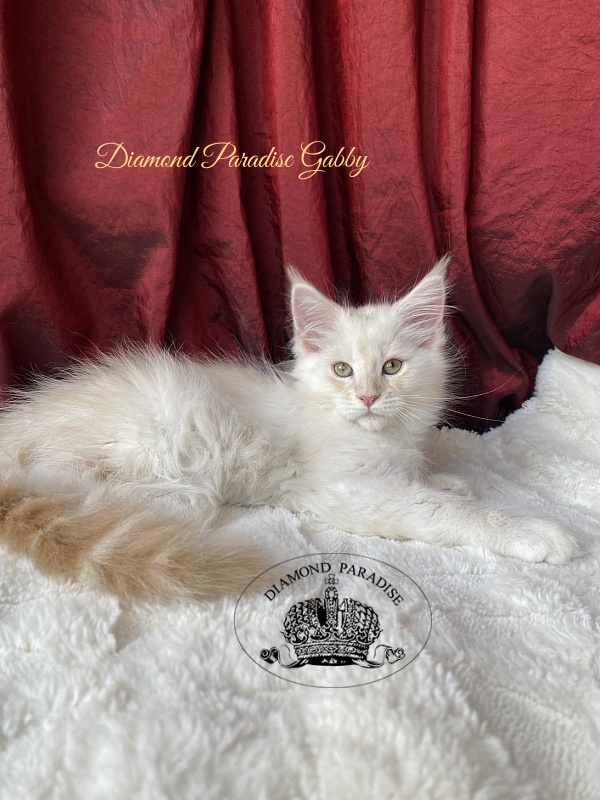 Diamond Paradise Gabby - Kitten maine-coon 2 months 1.5 week
