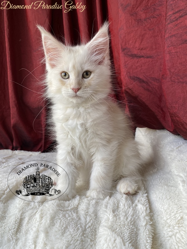 Diamond Paradise Gabby - Kitten maine-coon 2 months 1.5 week