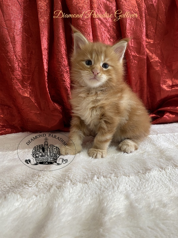 Diamond Paradise Gulliver - Kitten maine-coon 1 month