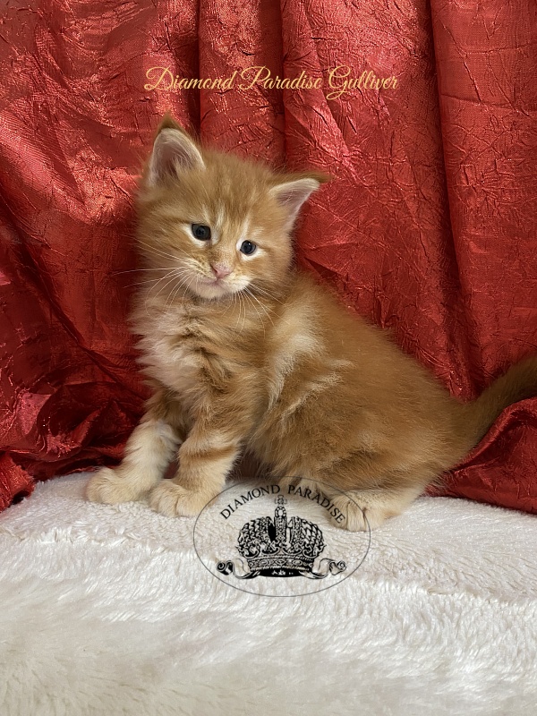 Diamond Paradise Gulliver - Kitten maine-coon 1 month