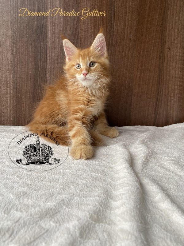 Diamond Paradise Gulliver - Kitten maine-coon 2 months