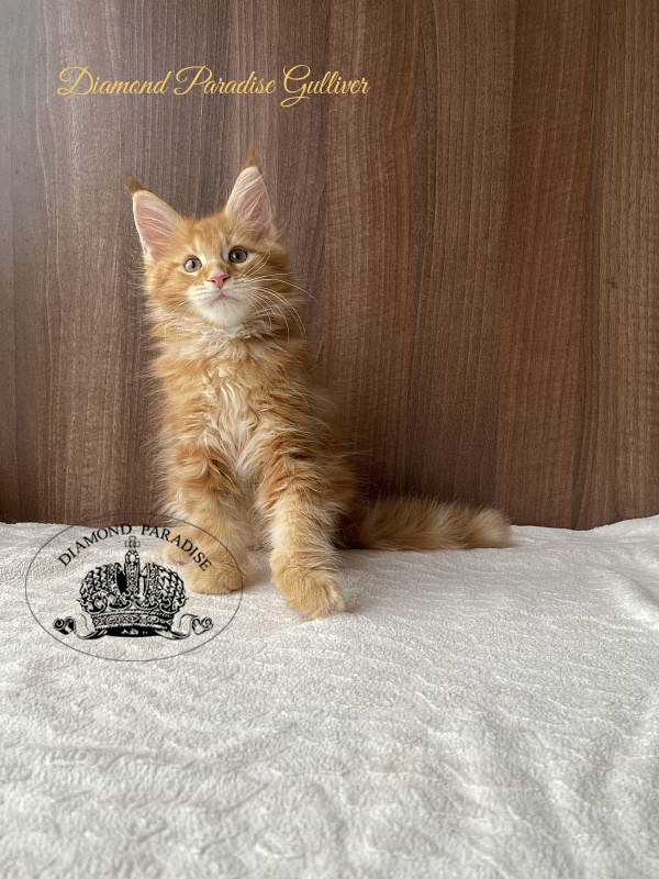 Diamond Paradise Gulliver - Kitten maine-coon 2 months