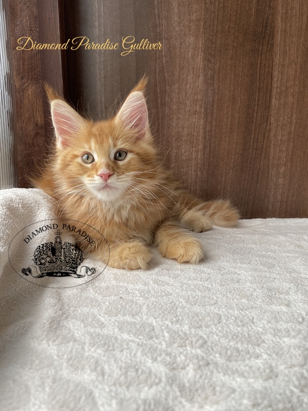 Diamond Paradise Gulliver - Kitten maine-coon 2 months