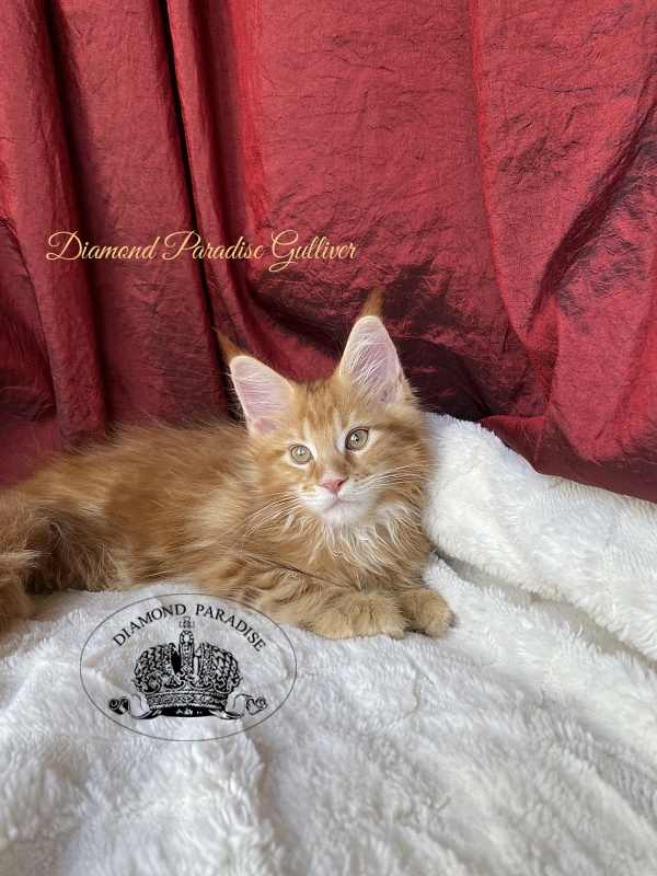 Diamond Paradise Gulliver - Kitten maine-coon 2 months 1.5 week